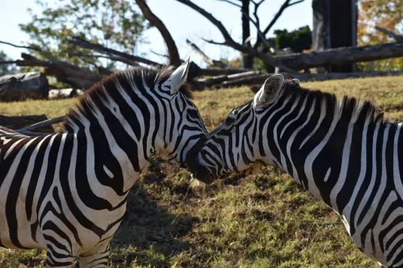 Jet10 Casino Support